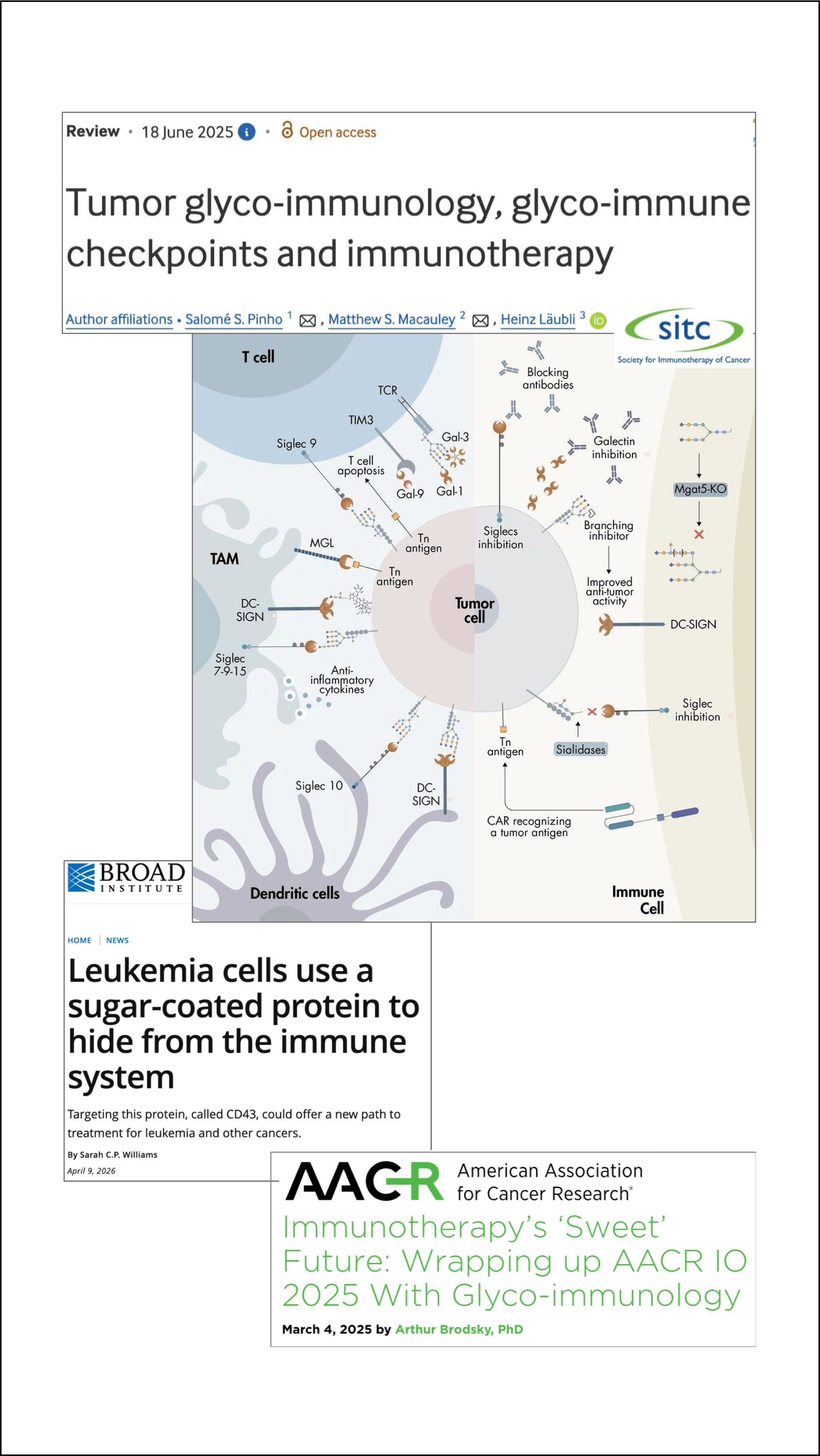 Glycoinformatics meets immunoinformatics